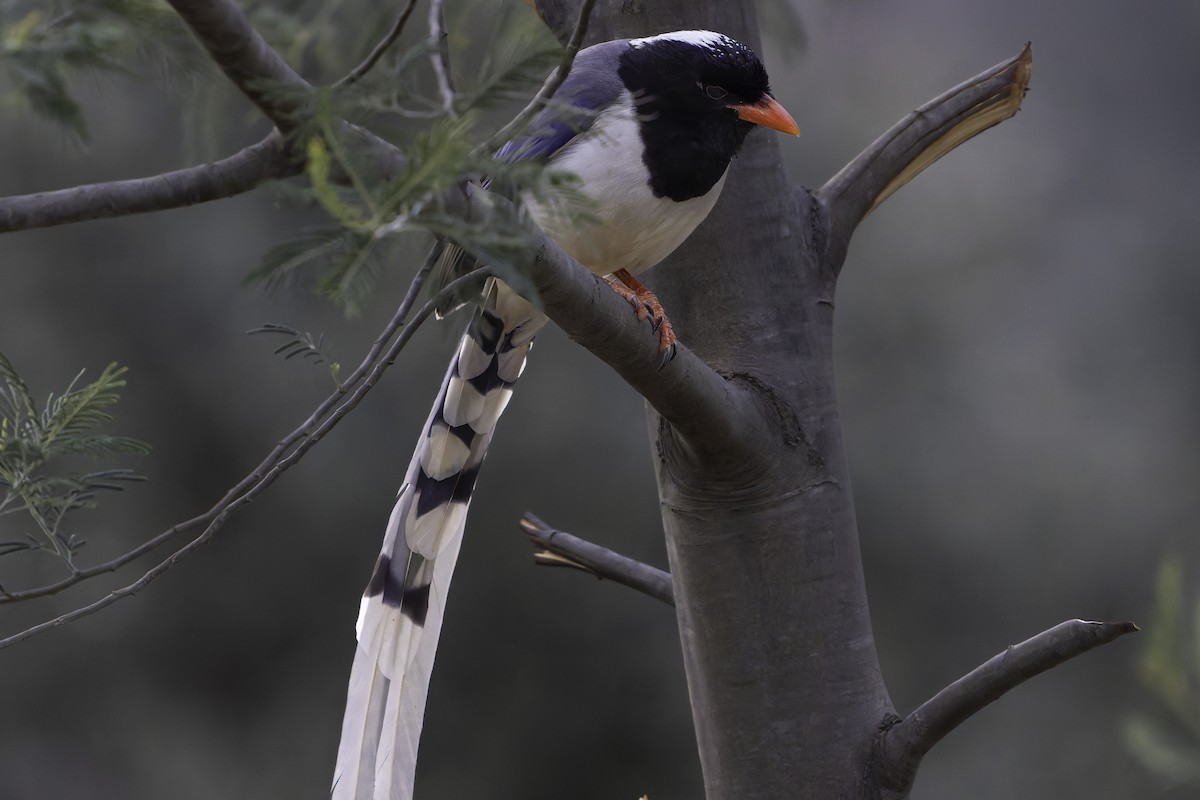 Red-billed Blue-Magpie - ML620268101