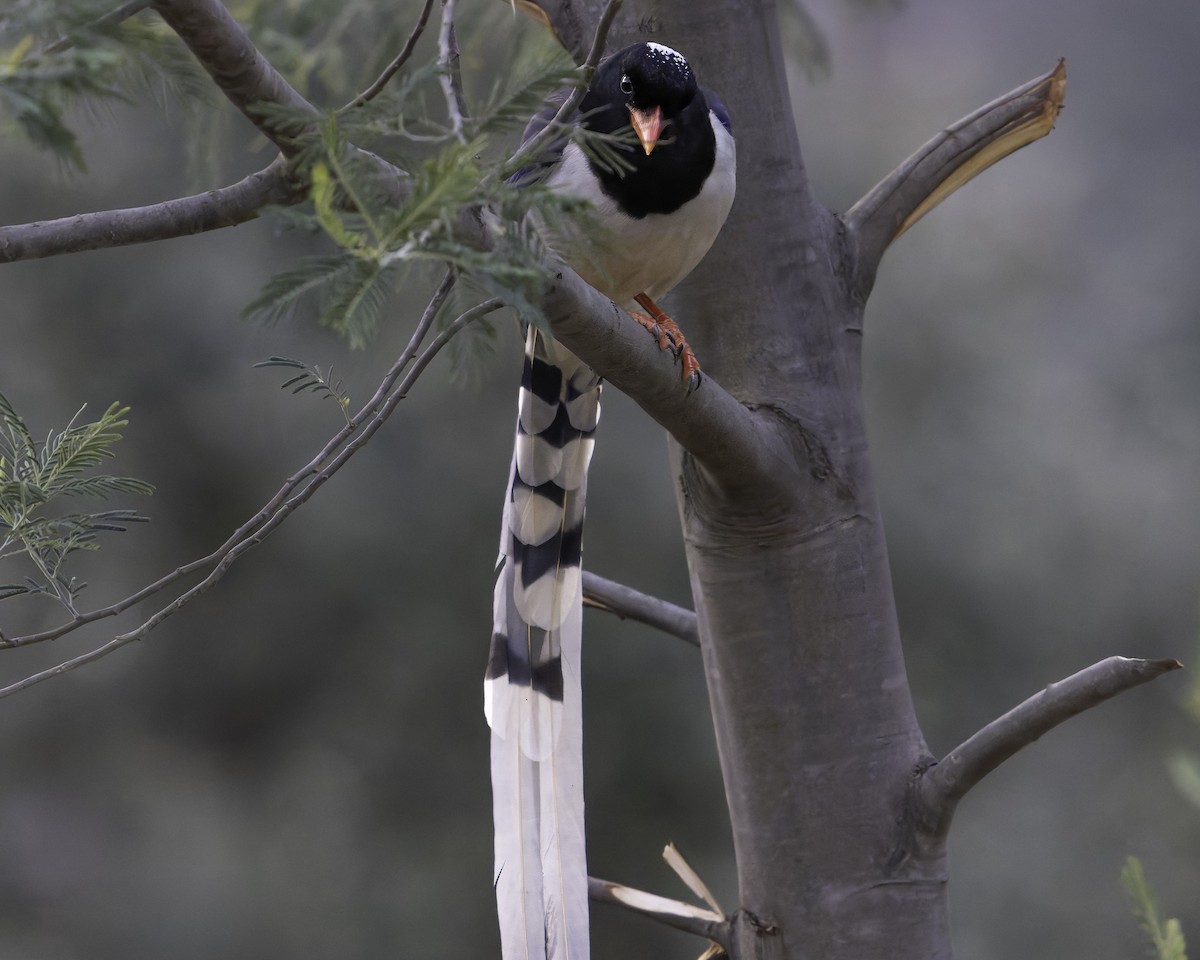 Red-billed Blue-Magpie - ML620268103