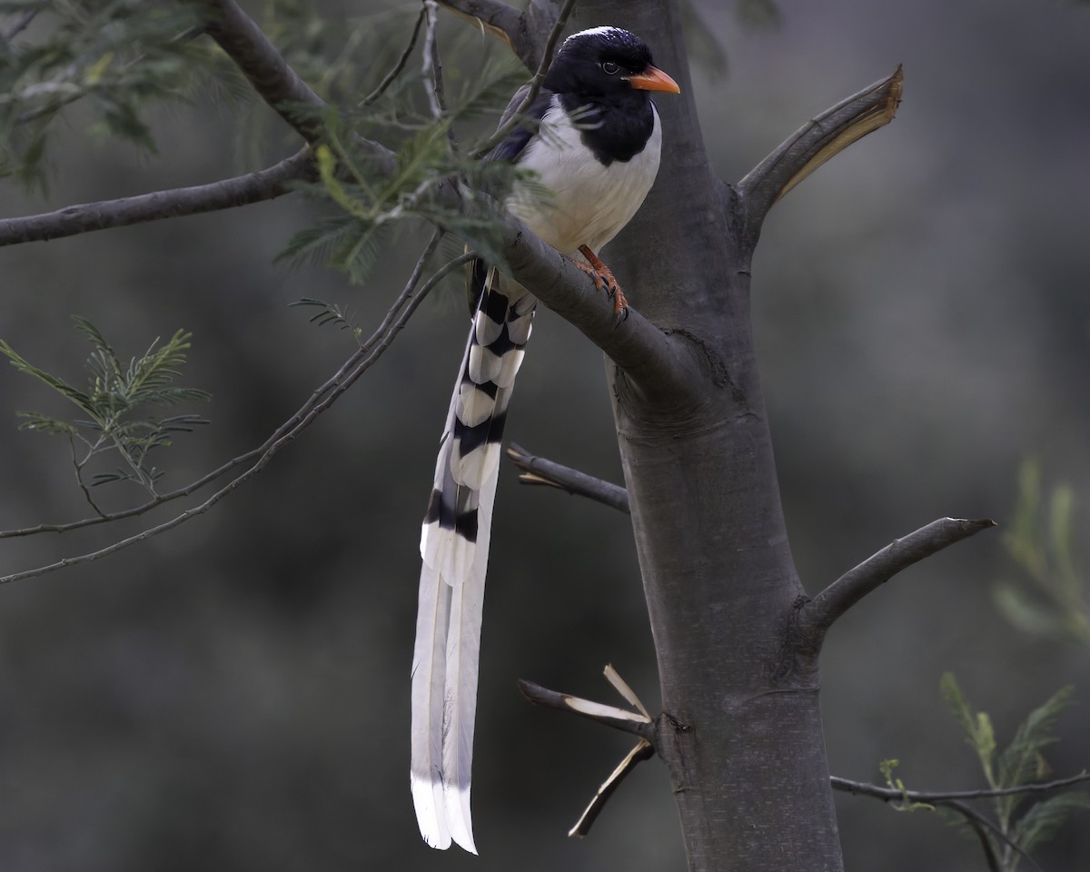 Red-billed Blue-Magpie - ML620268104