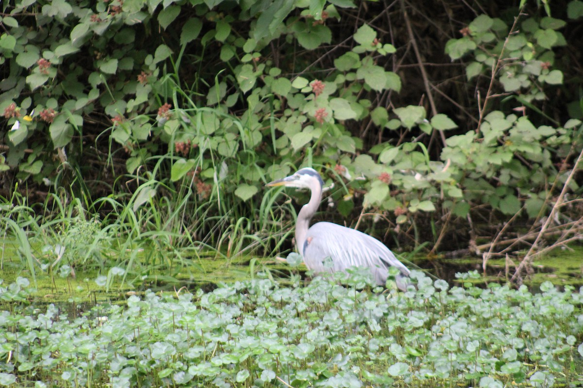 Great Blue Heron - ML620268106