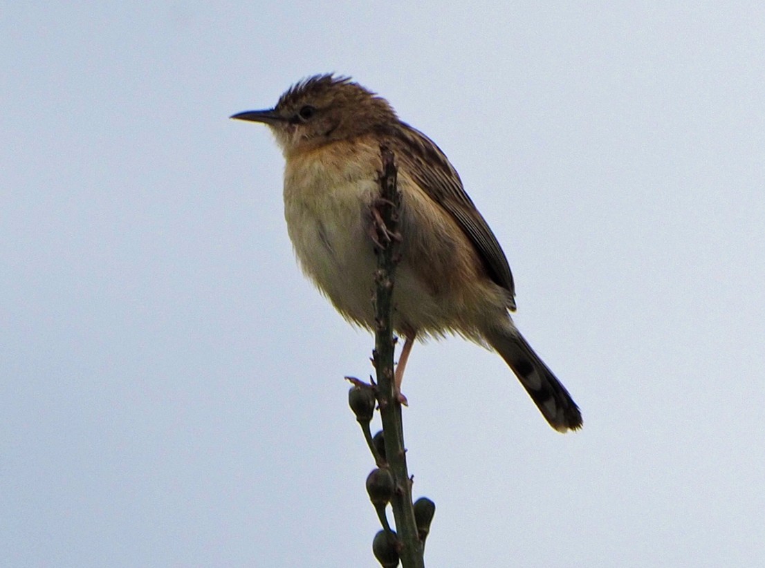 Zitting Cisticola - ML620268110