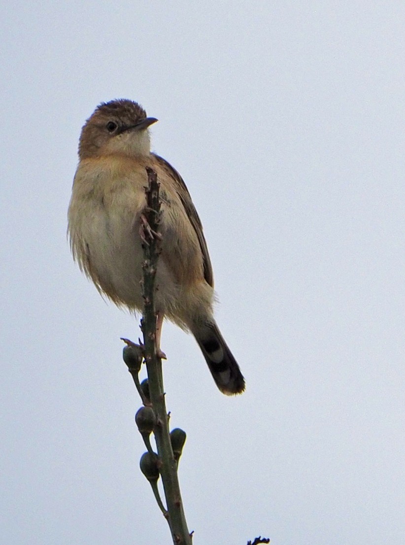 Zitting Cisticola - ML620268111