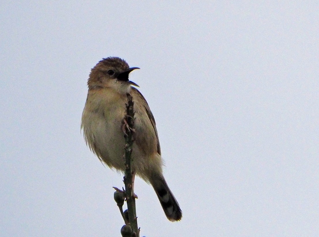 Zitting Cisticola - ML620268112