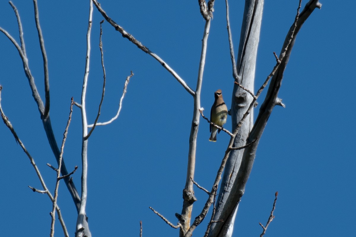 Cedar Waxwing - ML620268116