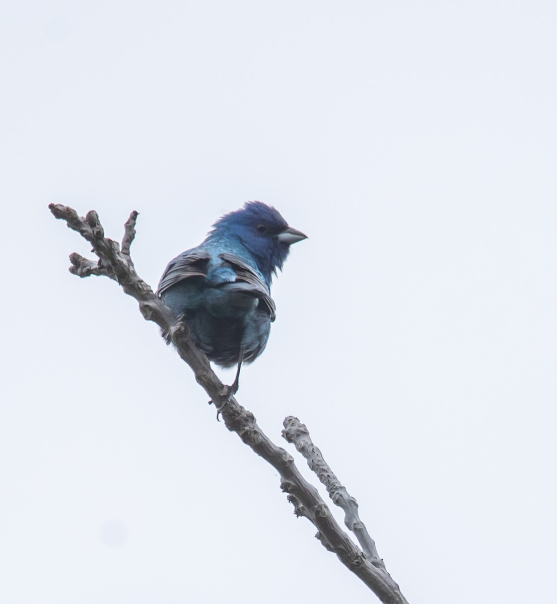 Indigo Bunting - ML620268117