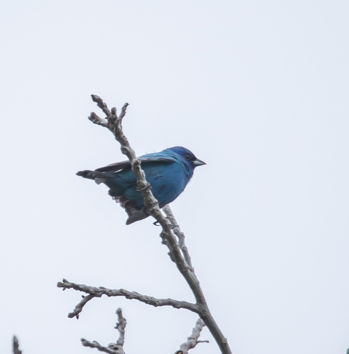 Indigo Bunting - ML620268118