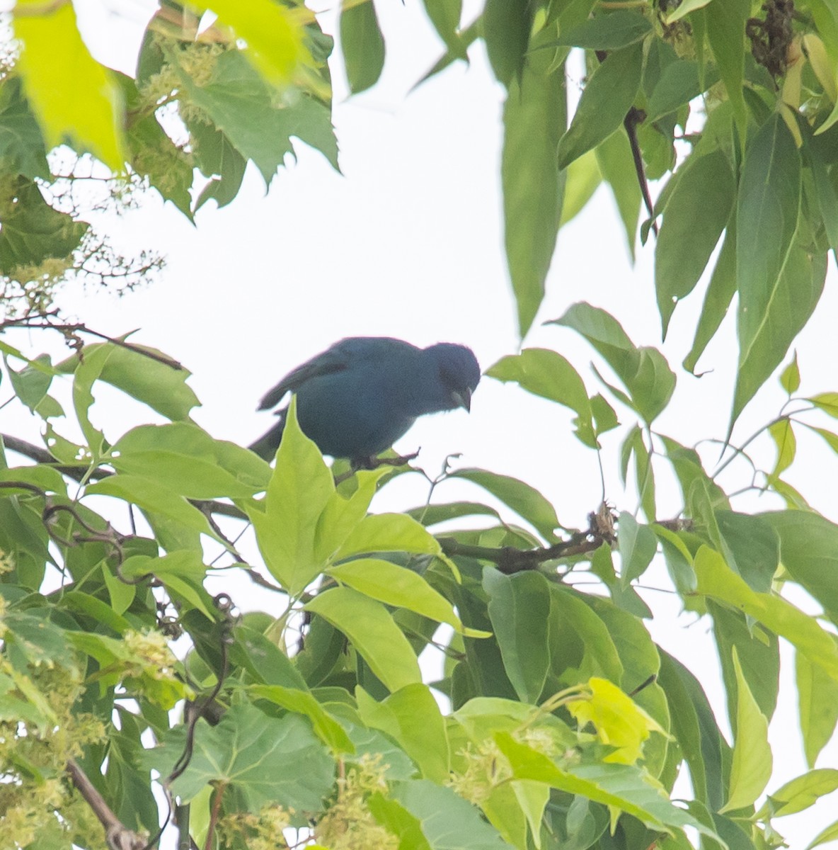 Indigo Bunting - ML620268119