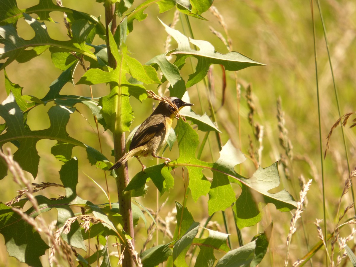 Common Yellowthroat - ML620268136