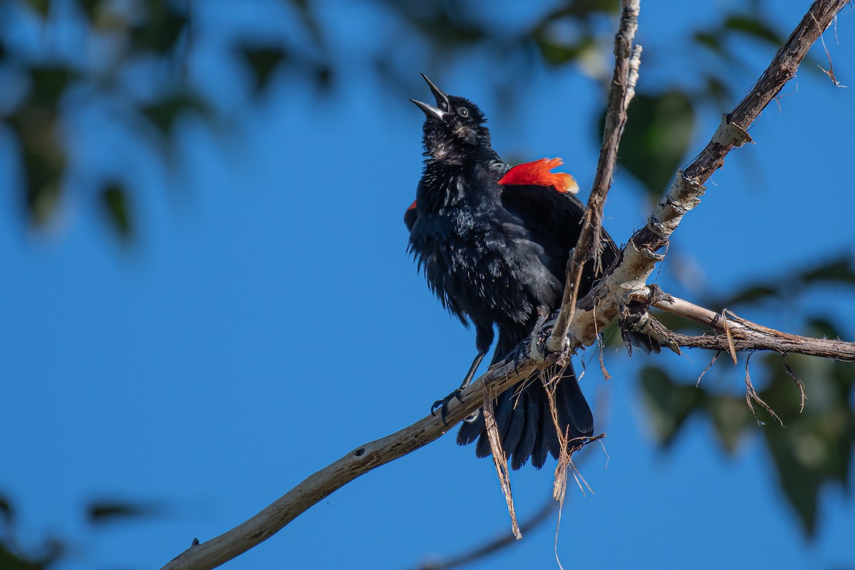 Red-winged Blackbird - ML620268138