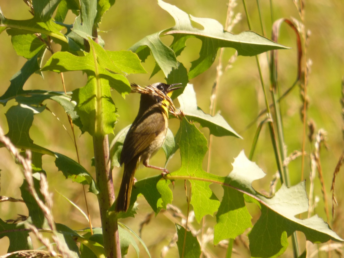 Common Yellowthroat - ML620268142