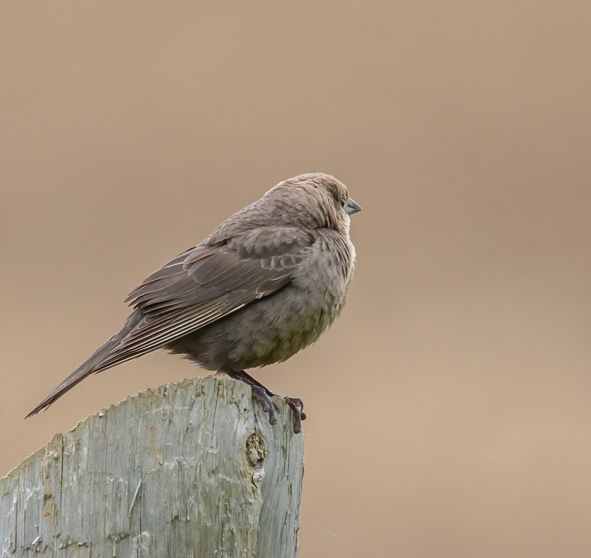 Brown-headed Cowbird - ML620268145