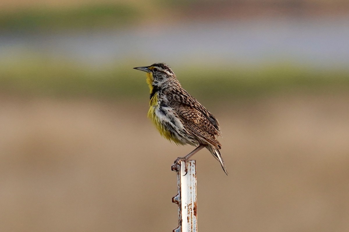 Western Meadowlark - ML620268154