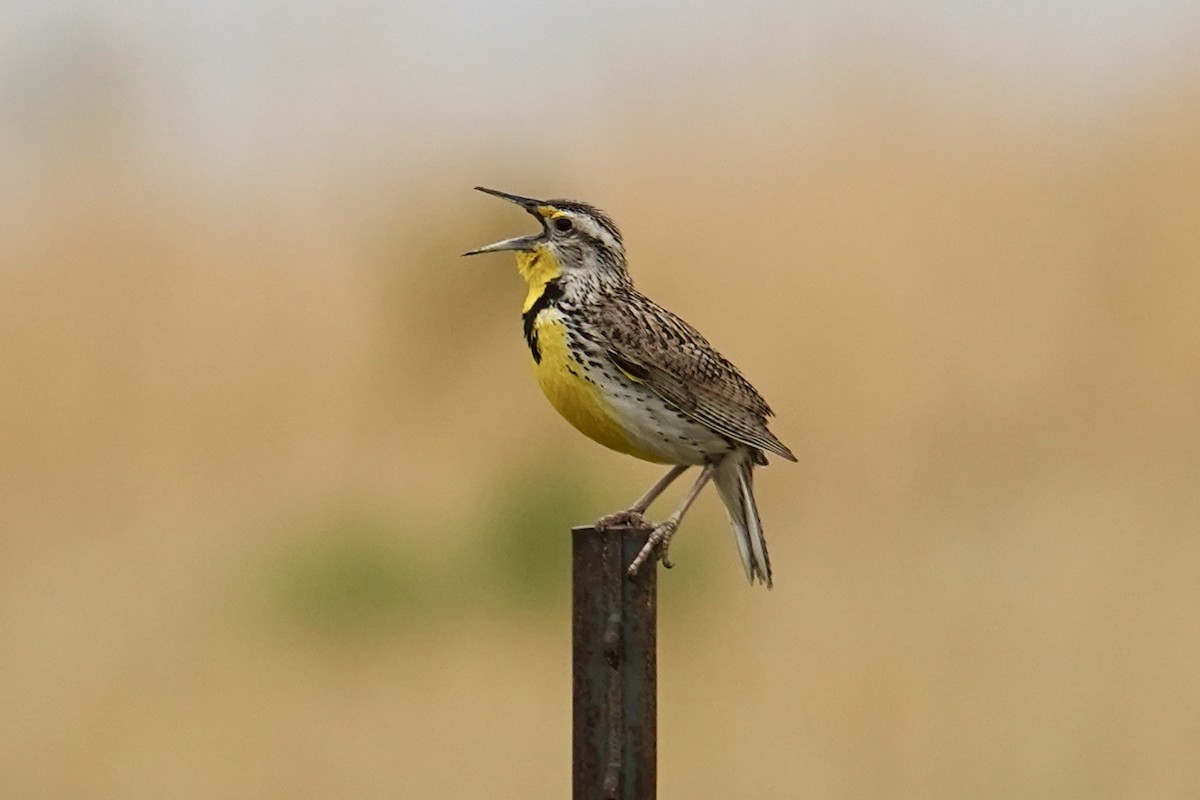 Western Meadowlark - ML620268156