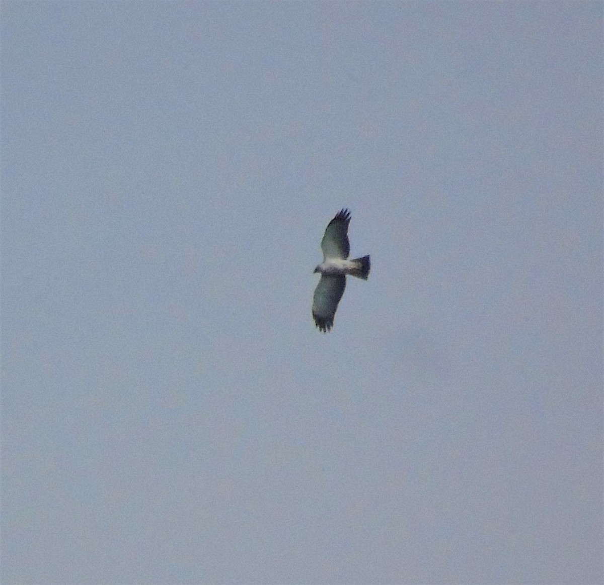 Black-and-white Hawk-Eagle - Oliver Kohler