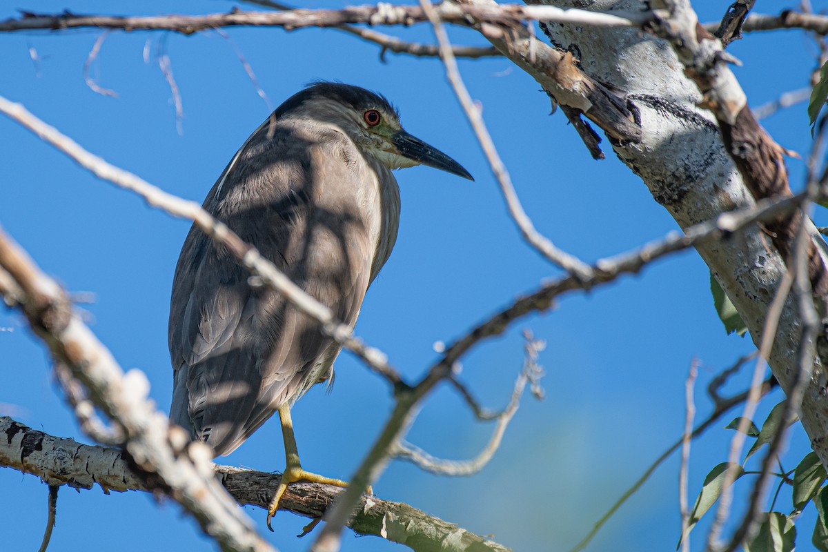 Black-crowned Night Heron - ML620268163