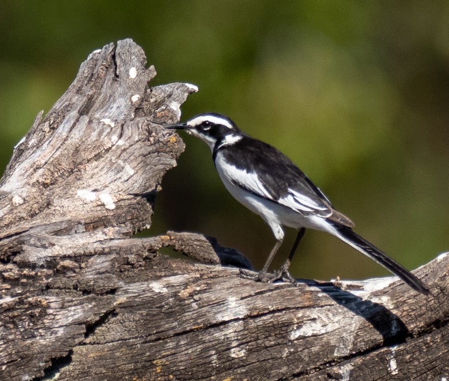 African Pied Wagtail - ML620268165