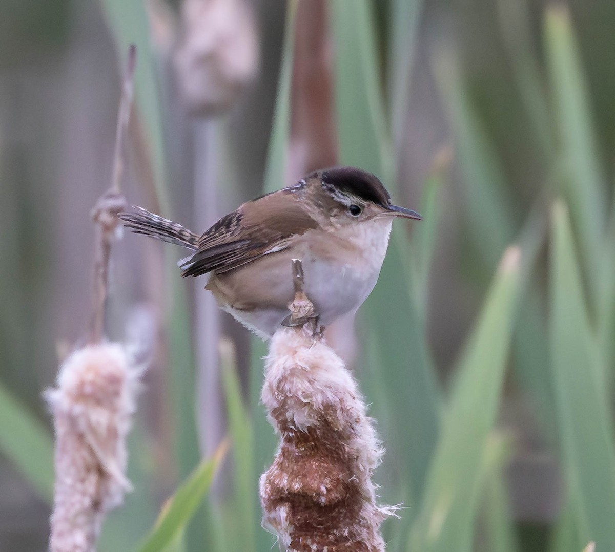 Marsh Wren - ML620268169