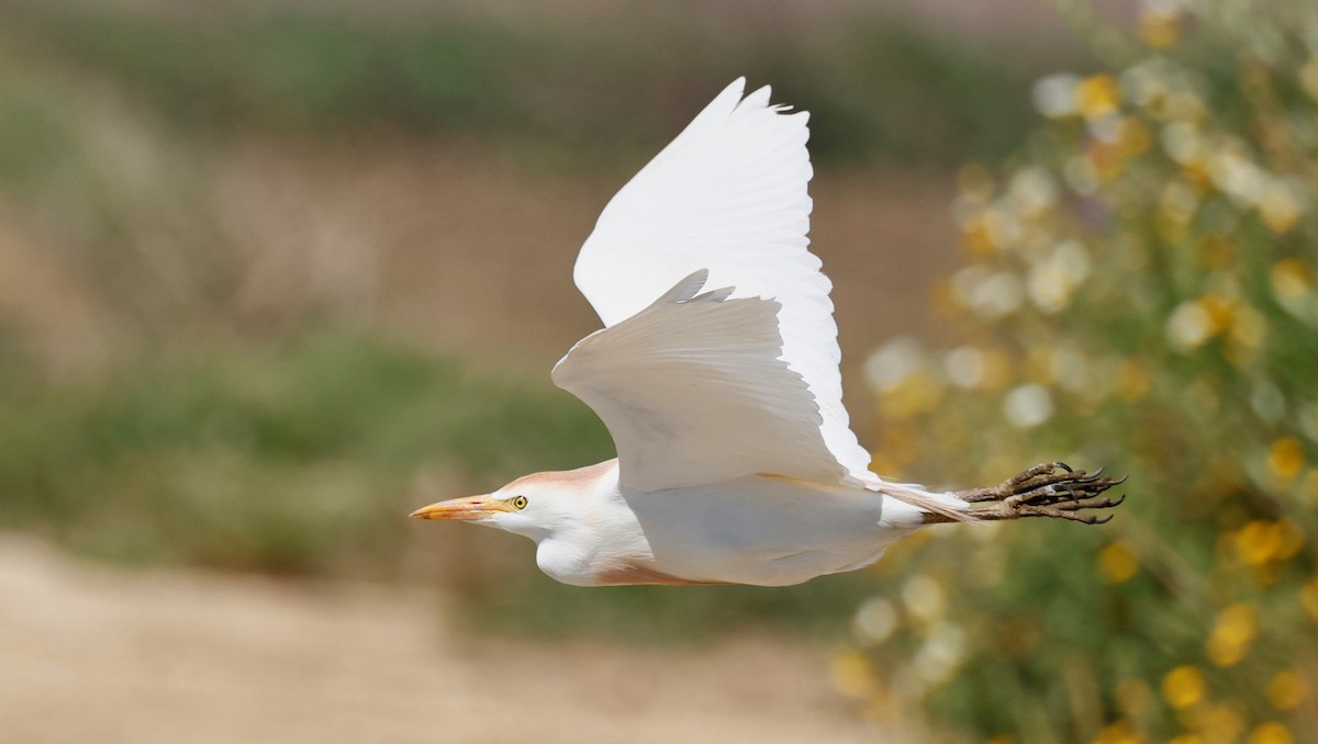 Western Cattle Egret - ML620268176