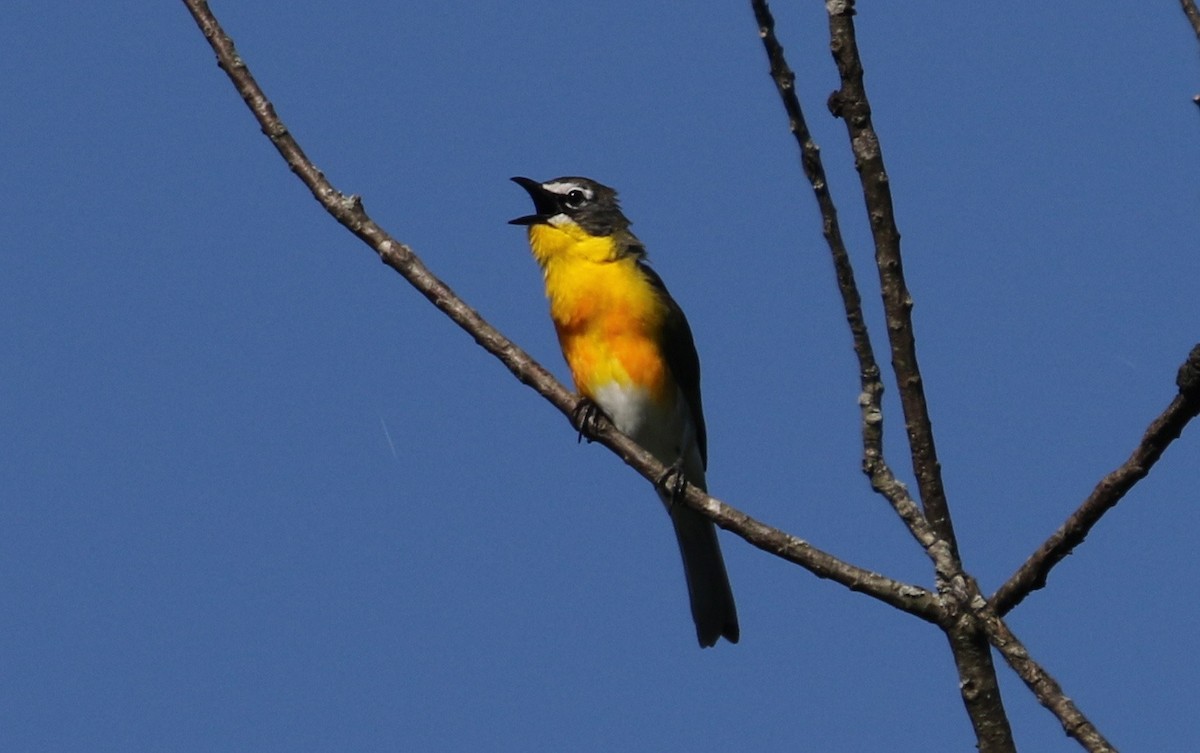 Yellow-breasted Chat - ML620268178
