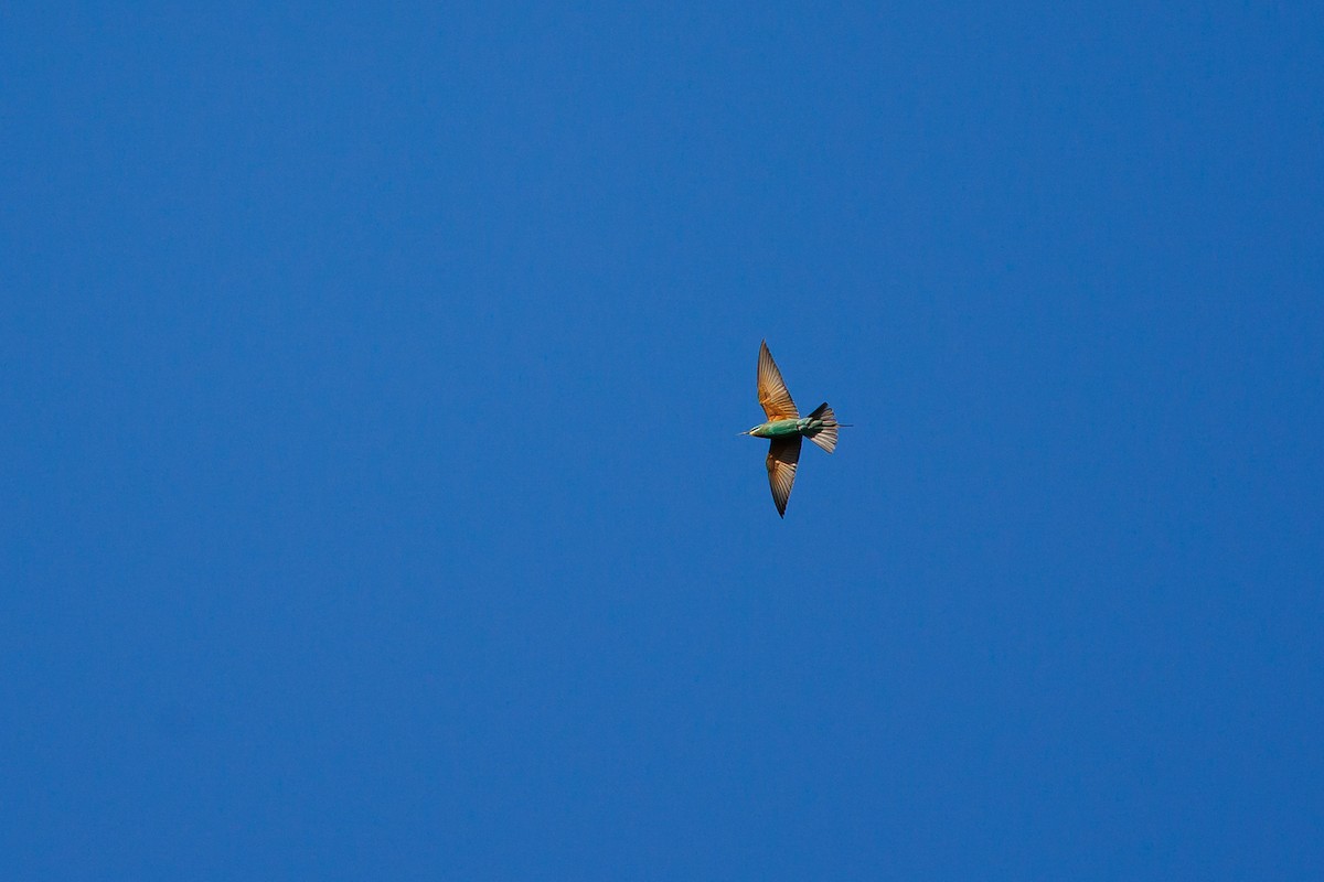 Blue-cheeked Bee-eater - ML620268179