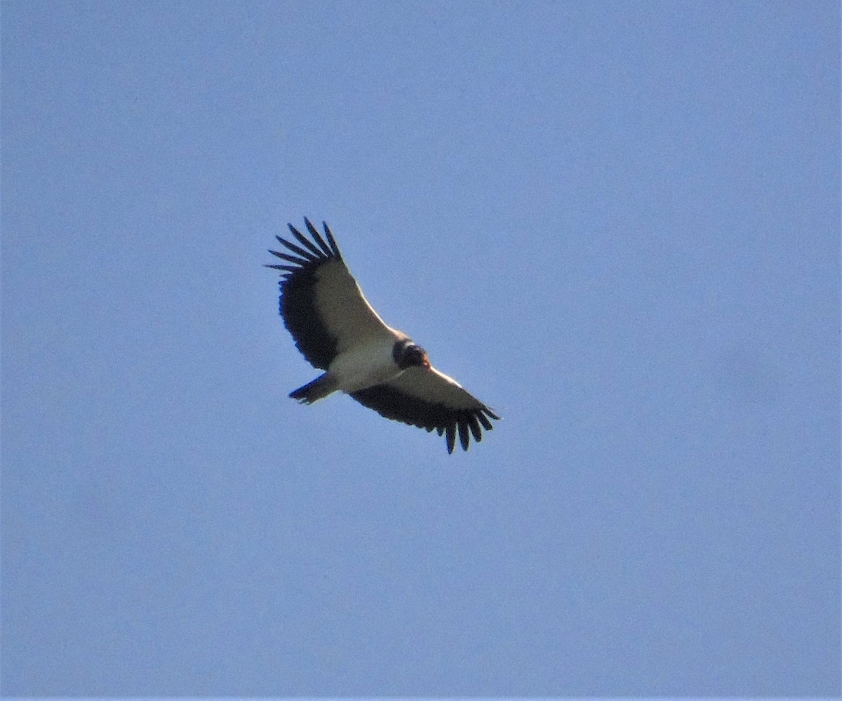 King Vulture - ML620268186