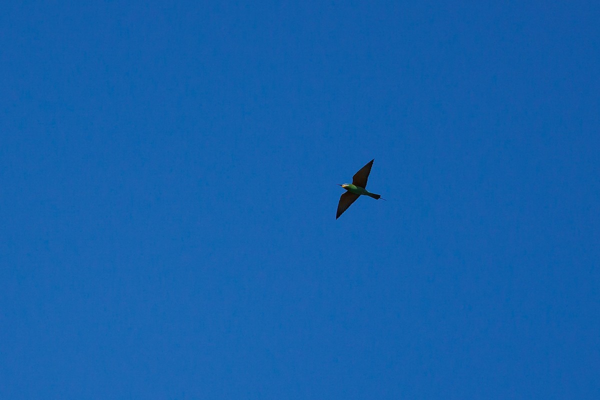 Blue-cheeked Bee-eater - ML620268188