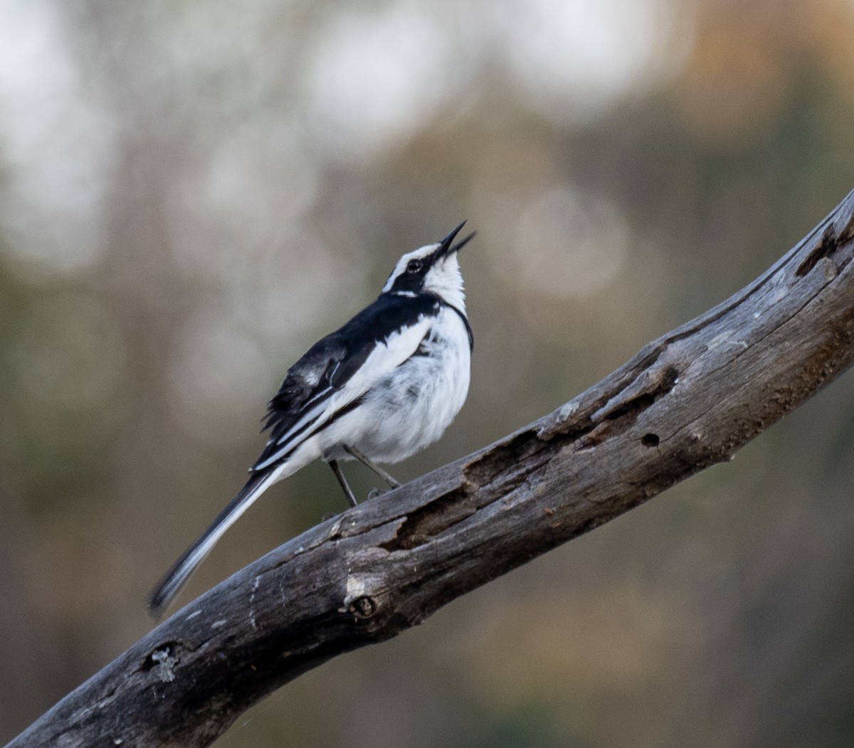 African Pied Wagtail - ML620268190