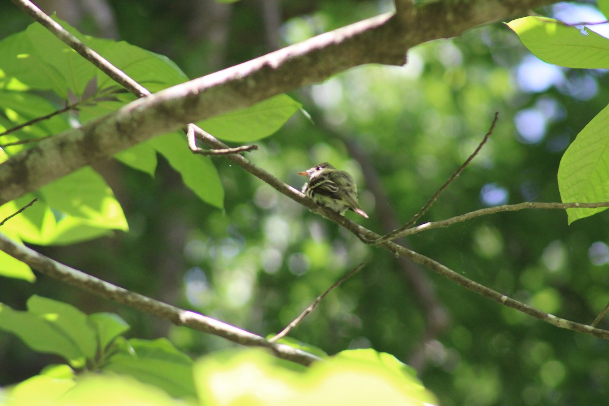 Acadian Flycatcher - ML620268191