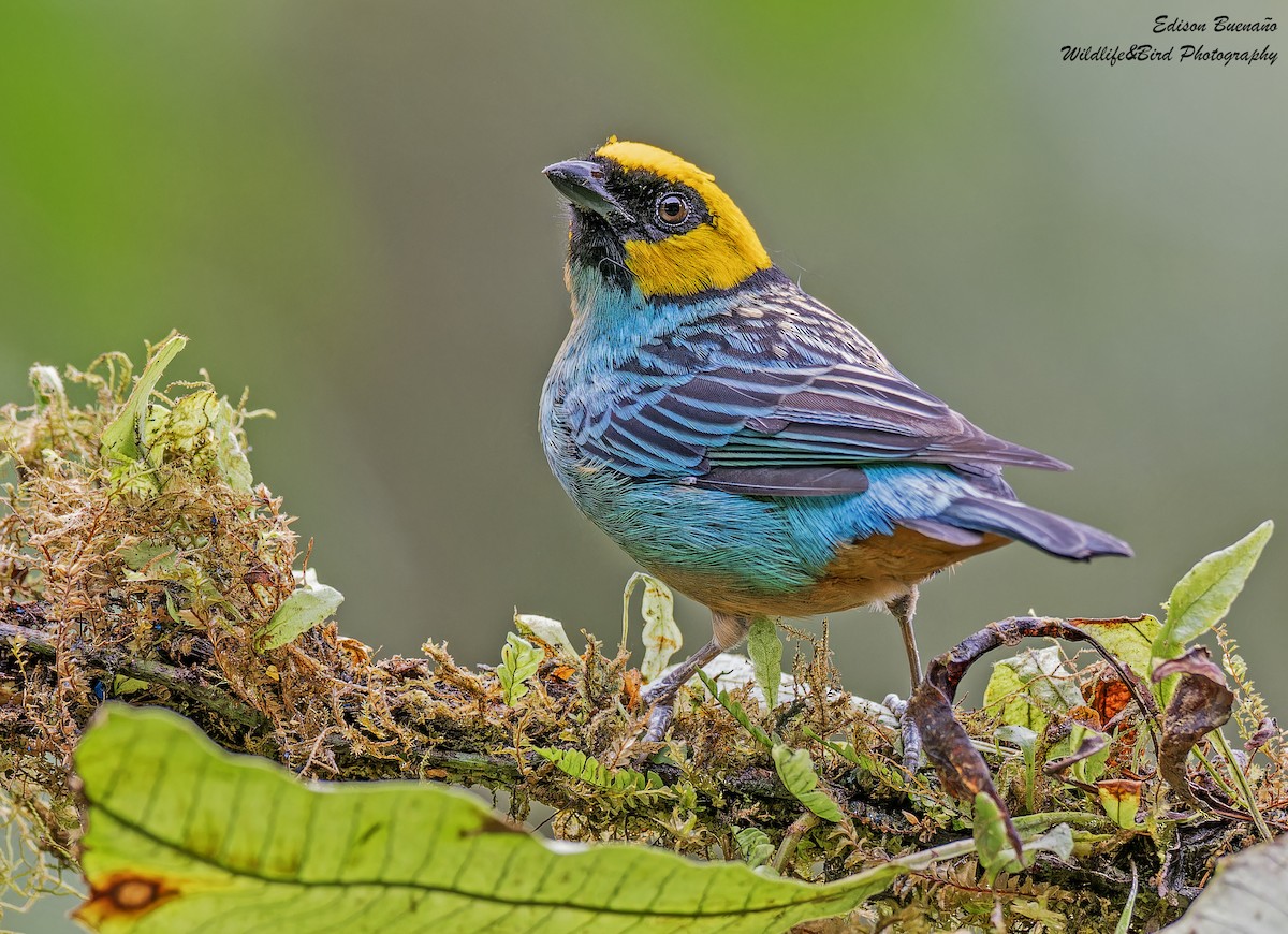 Saffron-crowned Tanager - ML620268201
