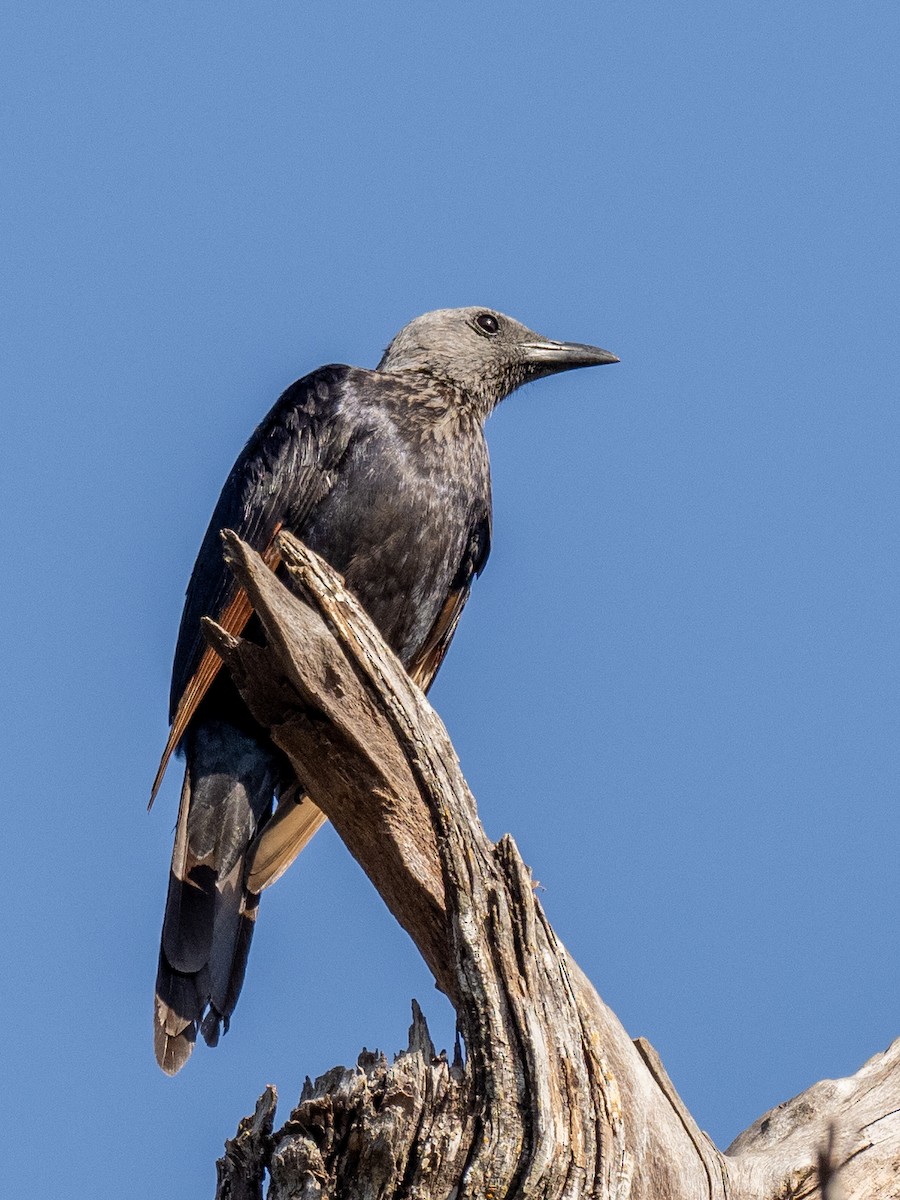 Red-winged Starling - ML620268204
