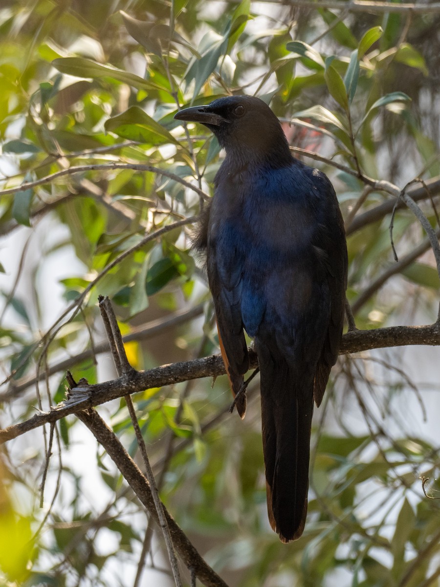 Red-winged Starling - ML620268205