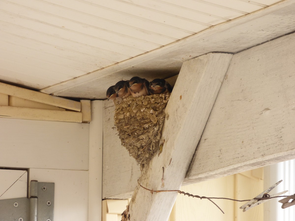 Barn Swallow - ML620268207