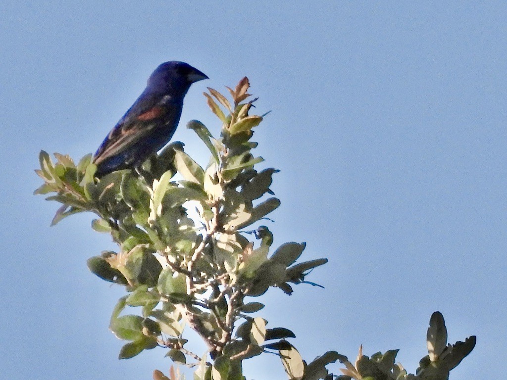 Blue Grosbeak - ML620268213