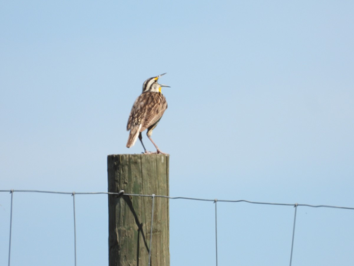 Eastern Meadowlark - ML620268216