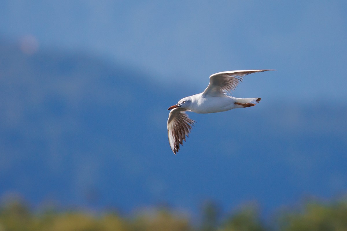 Slender-billed Gull - ML620268218