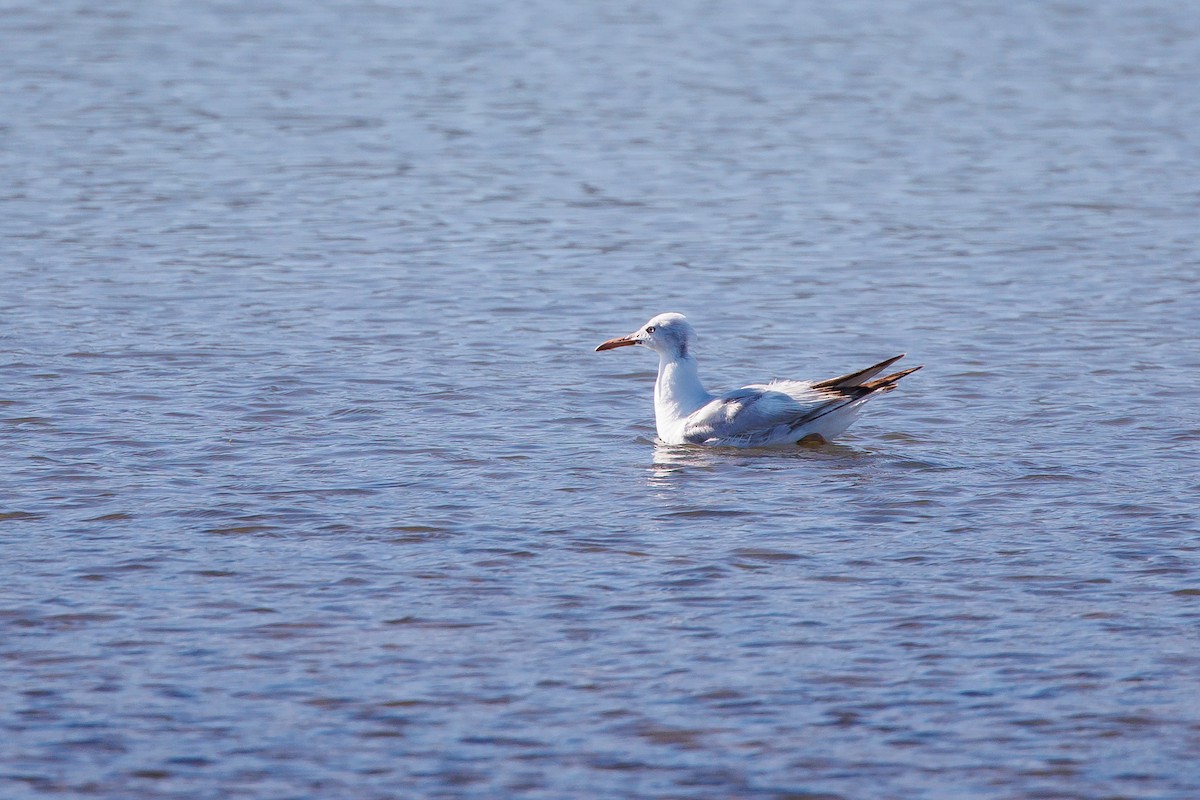 Slender-billed Gull - ML620268219