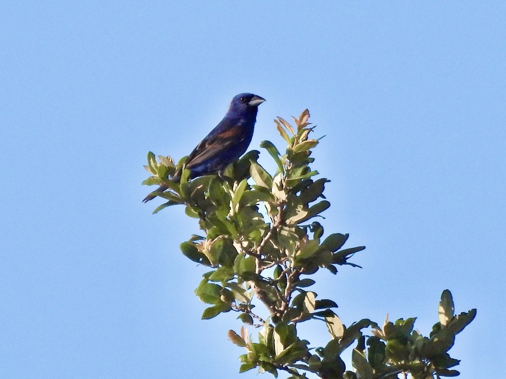 Blue Grosbeak - ML620268228