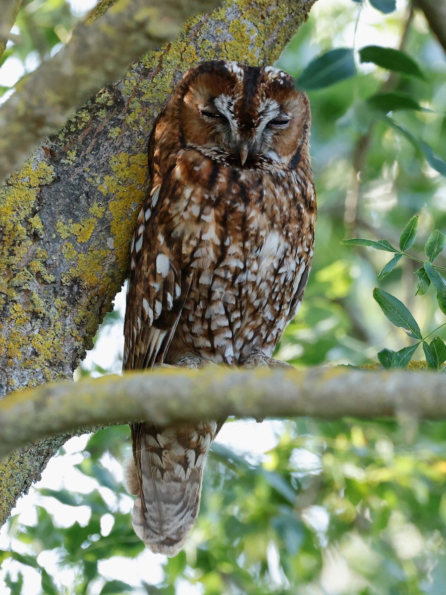 Tawny Owl - ML620268229