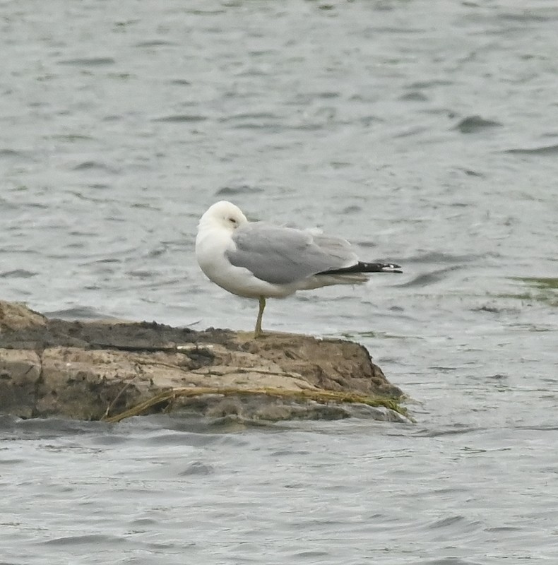 Ring-billed Gull - ML620268236