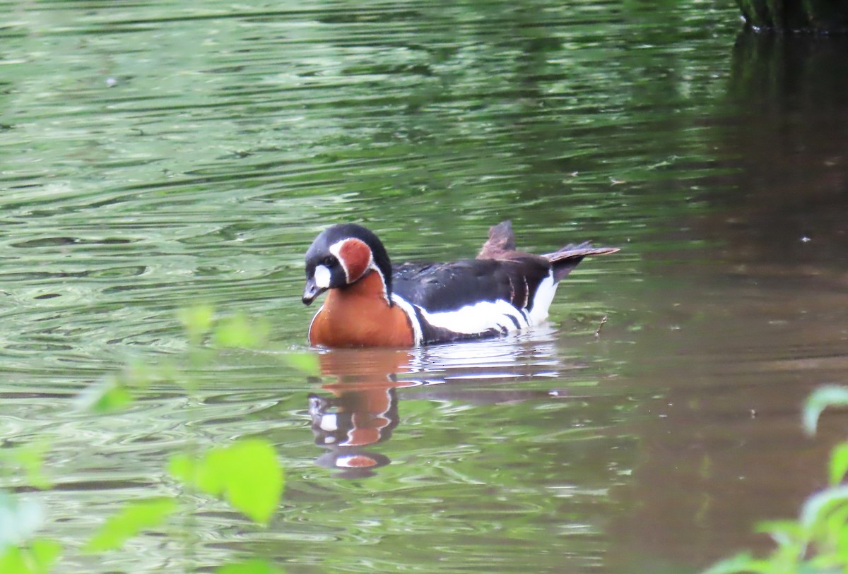 Red-breasted Goose - ML620268244