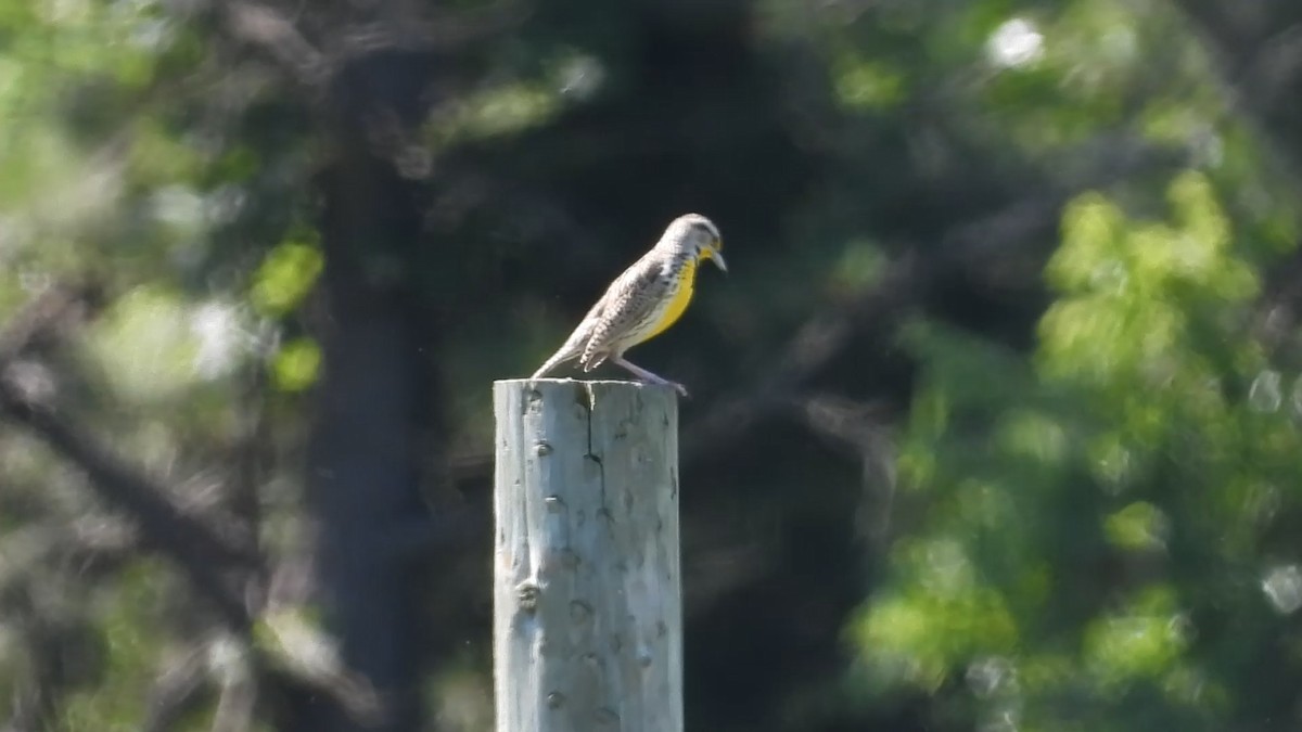 Western Meadowlark - ML620268245