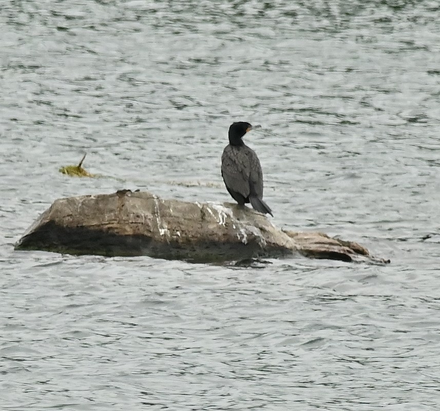 Double-crested Cormorant - ML620268246