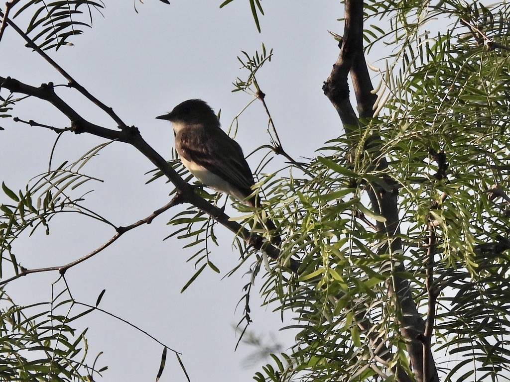 Eastern Phoebe - ML620268251