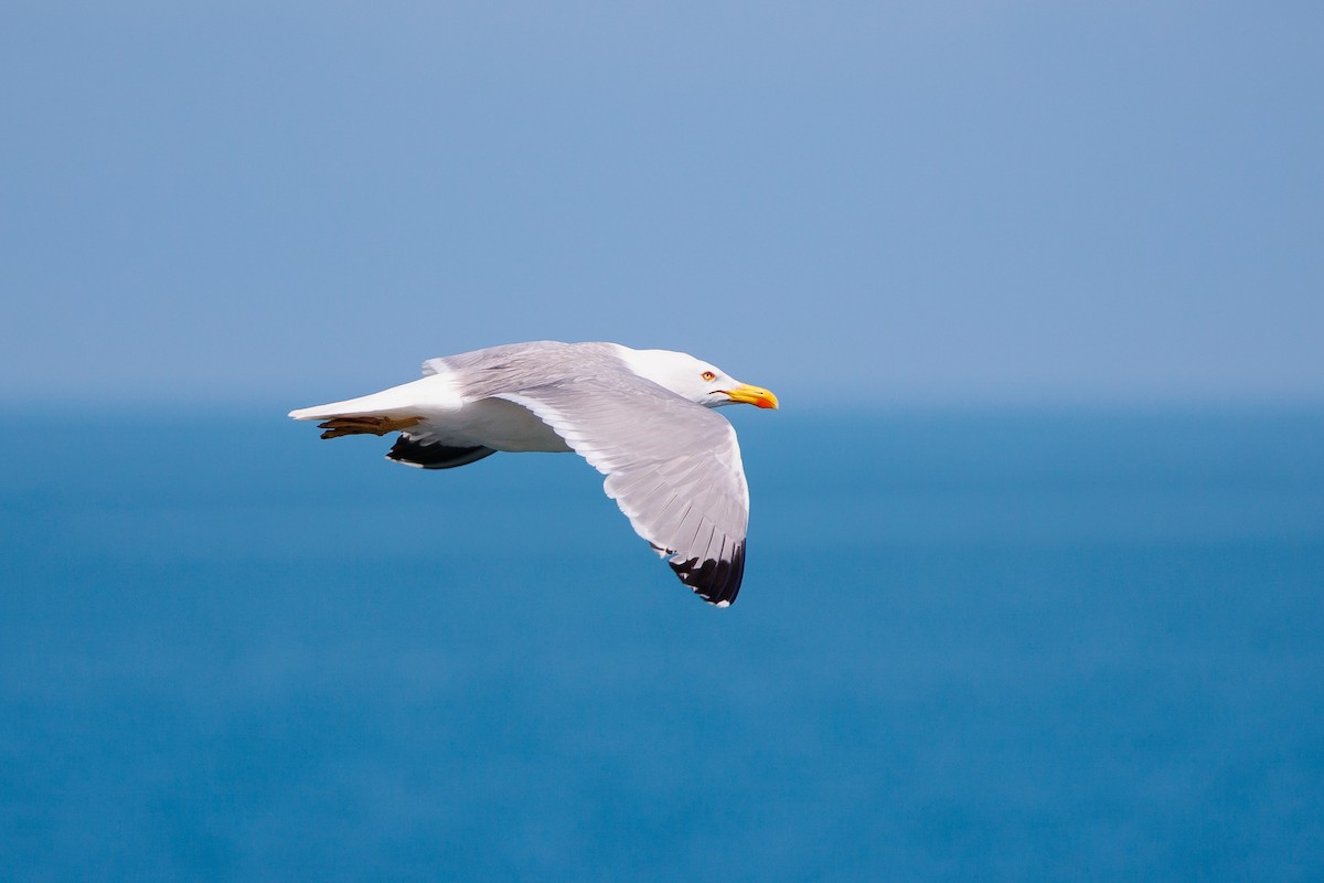 Yellow-legged Gull - ML620268254