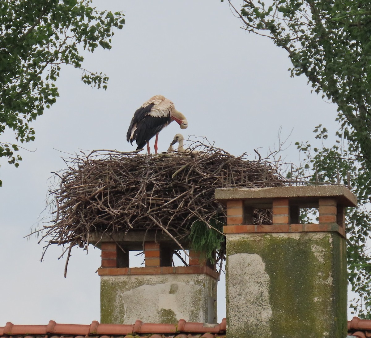 White Stork - Diane Yorgason-Quinn