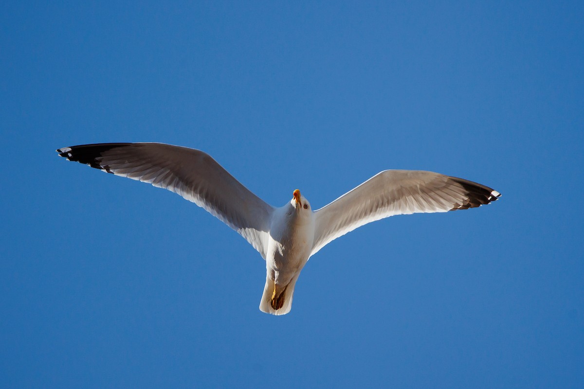 Gaviota Patiamarilla - ML620268270