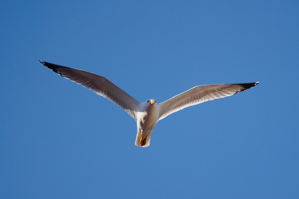 Yellow-legged Gull - ML620268271