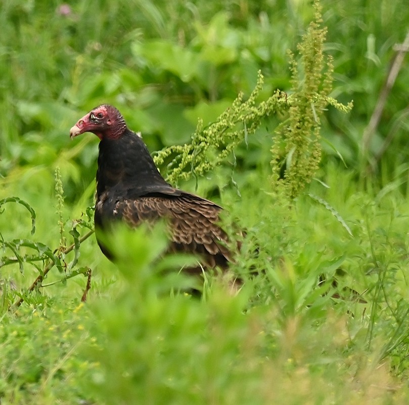 Urubu à tête rouge - ML620268274