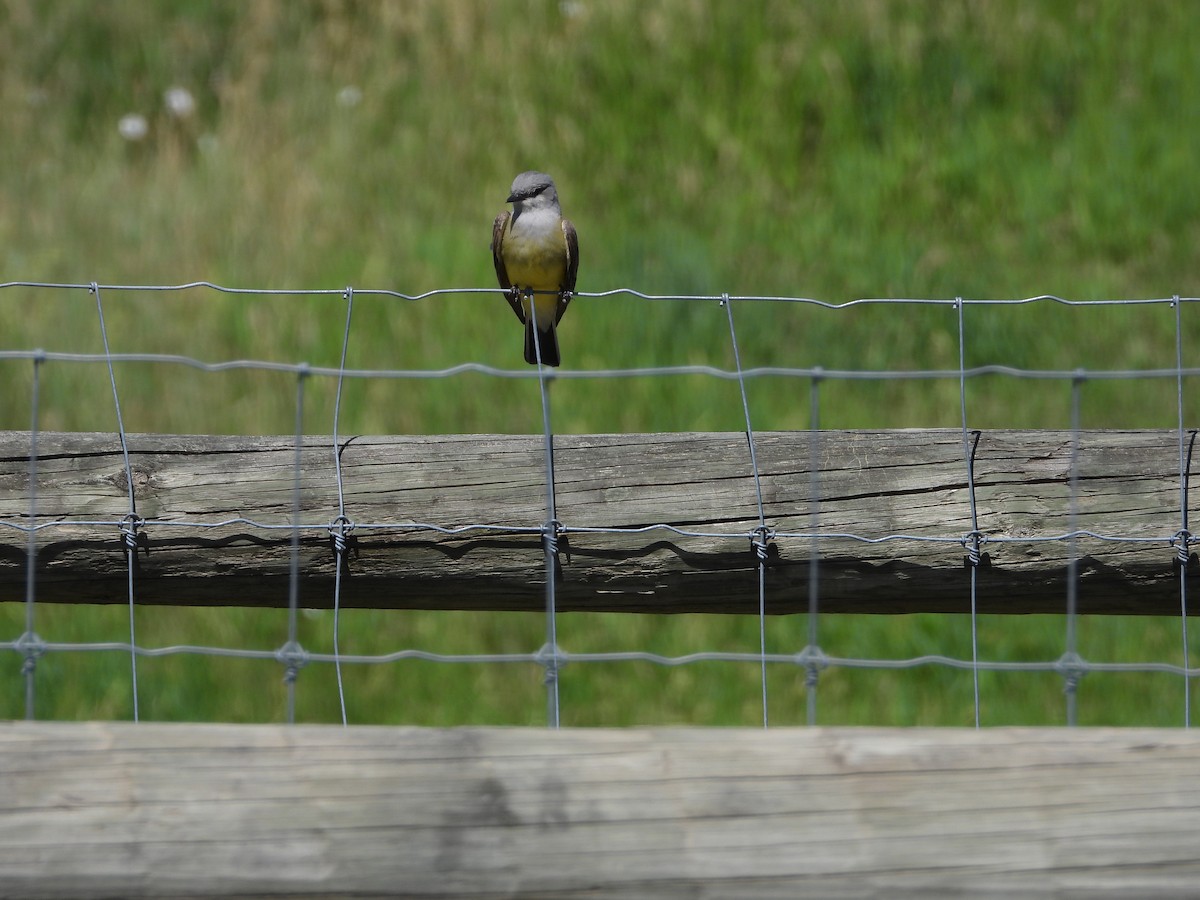 Western Kingbird - ML620268278