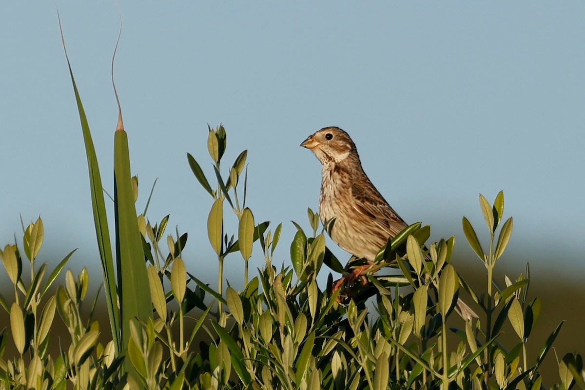 Corn Bunting - ML620268279